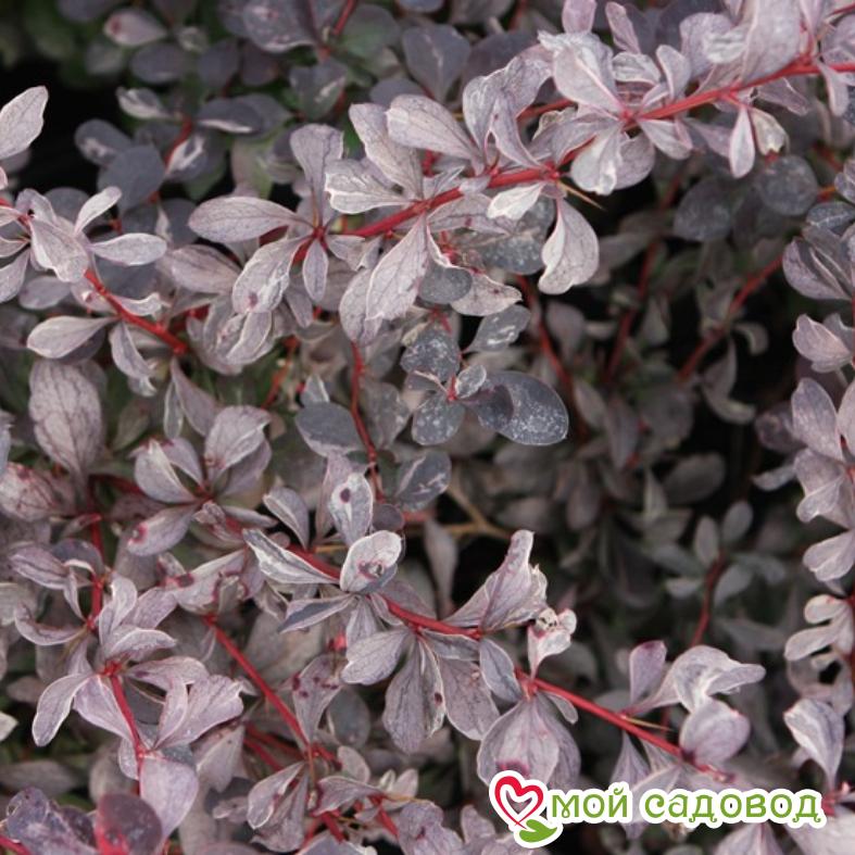 Барбарис Сильвер "Майлс"