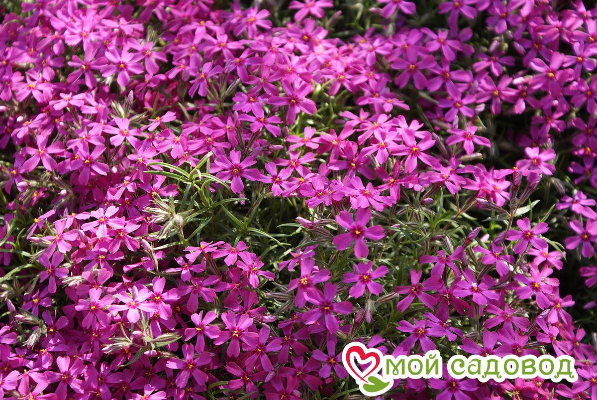 Флокс шиловидный Атропурпуреа